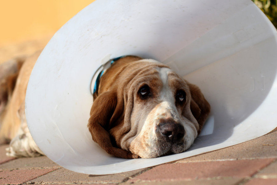 A sad Basset Hound wearing a white cone.