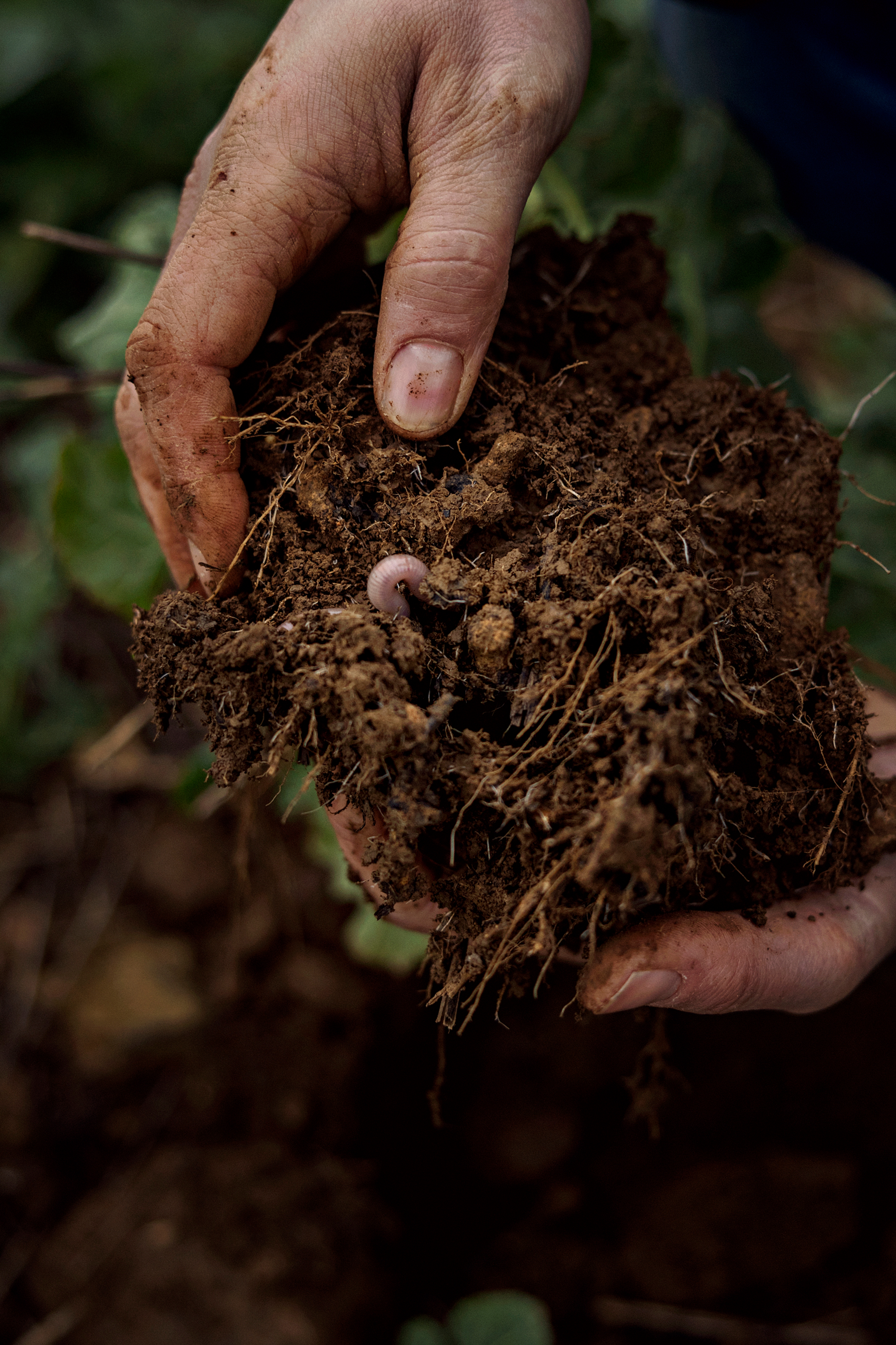 Yara / Soil Poetry