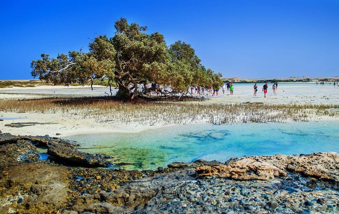 Naturalna plaża Sharm el Lulli (Ras Hankorab) z charakterystycznym drzewem namorzynowym, turkusową laguną i pustynnym wybrzeżem na południe od Marsa Alam
