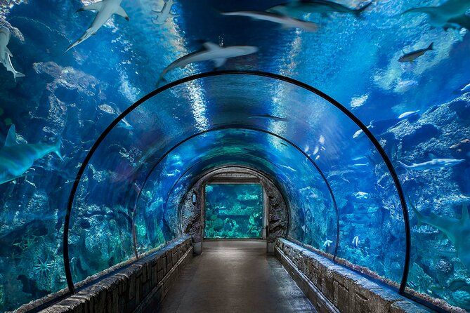 Rekiny pływające nad przeszklonym tunelem podwodnym w Hurghada Grand Aquarium