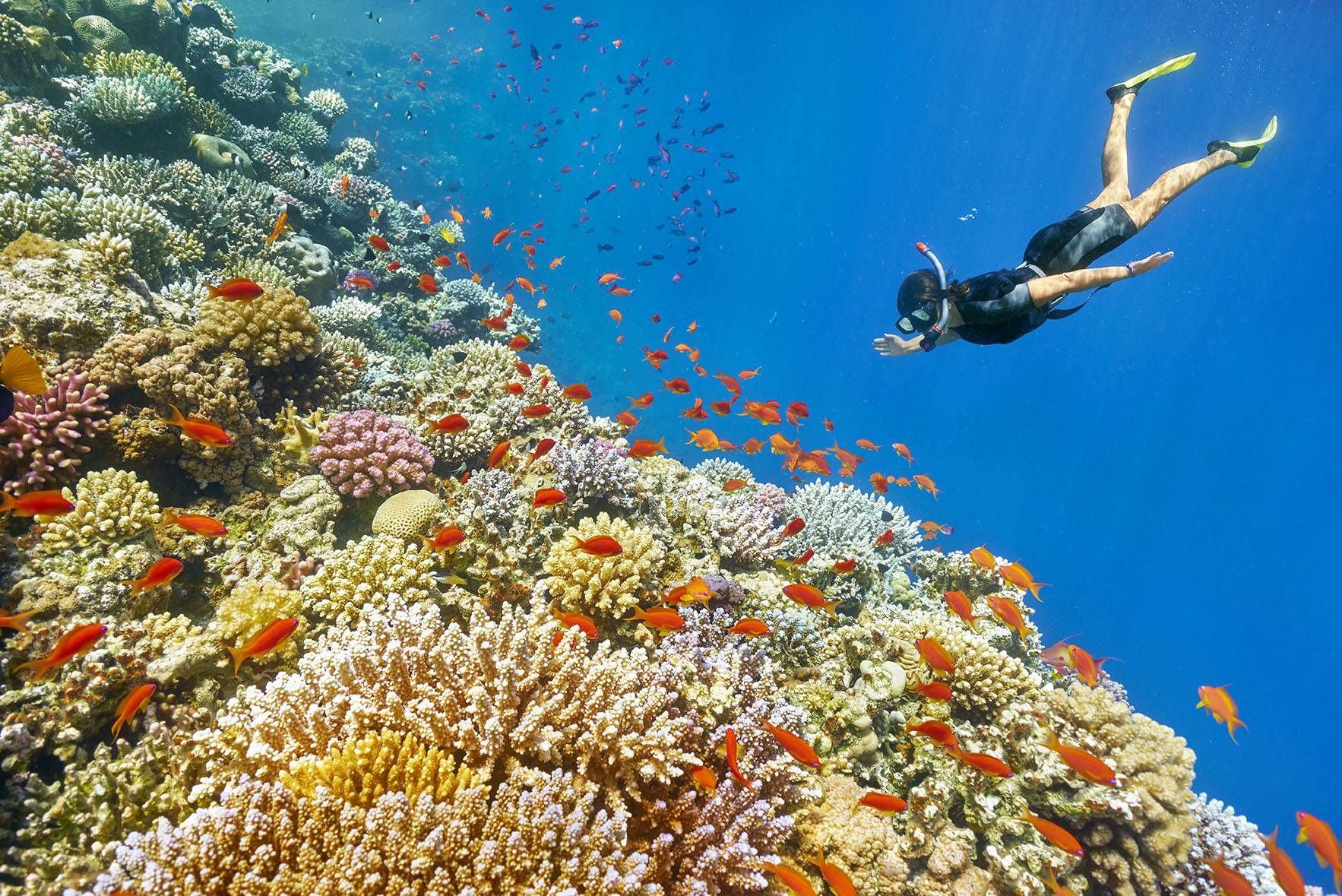 Osoba snorkelująca nad kolorową rafą koralową Morza Czerwonego podczas rejsu na wyspy Hamata z Marsa Alam