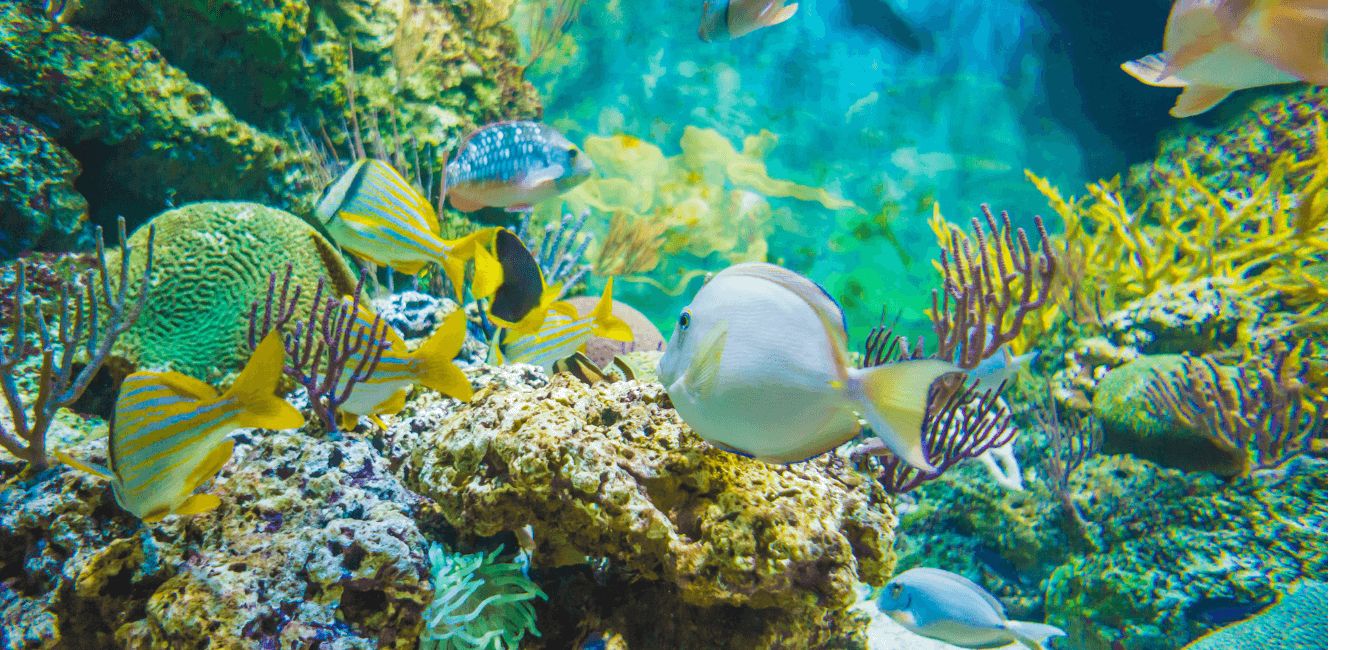 Ława kolorowych ryb nad rafą koralową w przejrzystej wodzie - podwodny widok podczas snorkelingu w Sharm el Naga