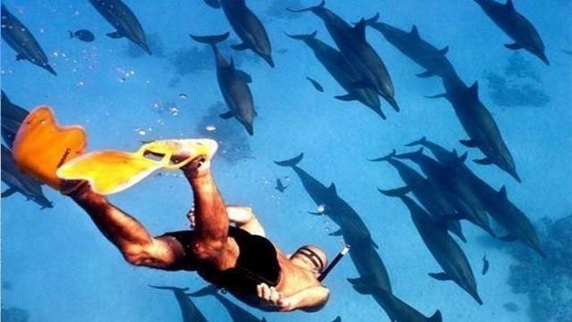 Snorkeler z płetwami płynie w kierunku stada dzikich delfinów podczas wycieczki na Sataya