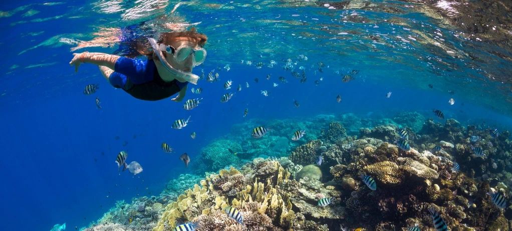 Osoba snorkelująca nad kolorową rafą koralową wśród licznych pręgowanych ryb w błękitnej wodzie Morza Czerwonego
