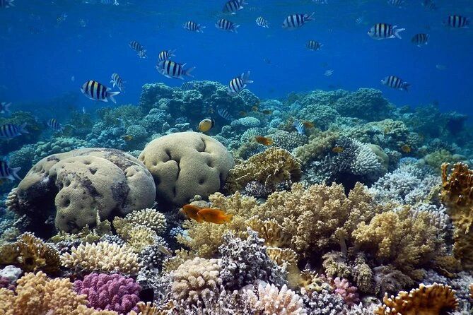 Płytka rafa koralowa z tropikalnymi rybami w Morzu Czerwonym przy Blue Hole w Dahab