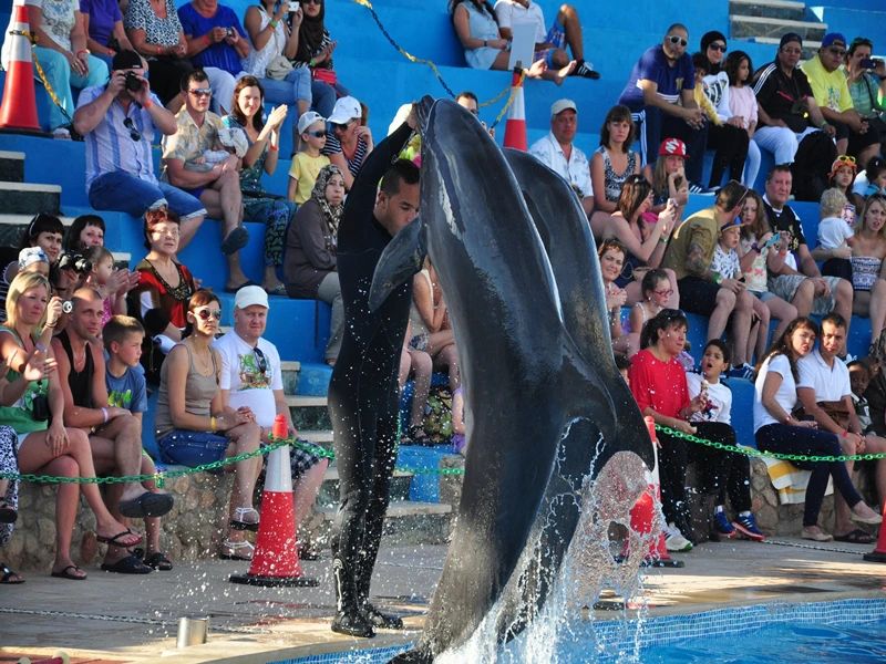 Trener i dwa delfiny stojące na ogonach podczas występu w delfinarium w Sharm el Sheikh