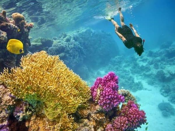 Snorkeling przy kolorowej rafie koralowej Morza Czerwonego podczas wycieczki z Marsa Alam na Sharm el Lulli