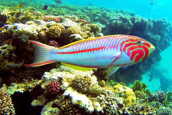 Kolorowa ryba rafowa (wargacz) nad rafą koralową Morza Czerwonego podczas snorkelingu w Sharm el Naga