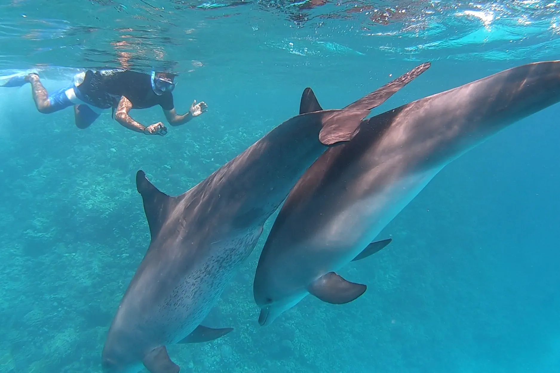 Osoba w masce do snorkelingu z aparatem fotografuje dwa dzikie delfiny tuż pod powierzchnią turkusowego Morza Czerwonego w rejonie Dolphin House koło Hurghady