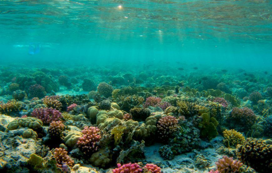 Kolorowa rafa koralowa tuż pod powierzchnią wody podczas snorkelingu w rejonie Abu Dabbab