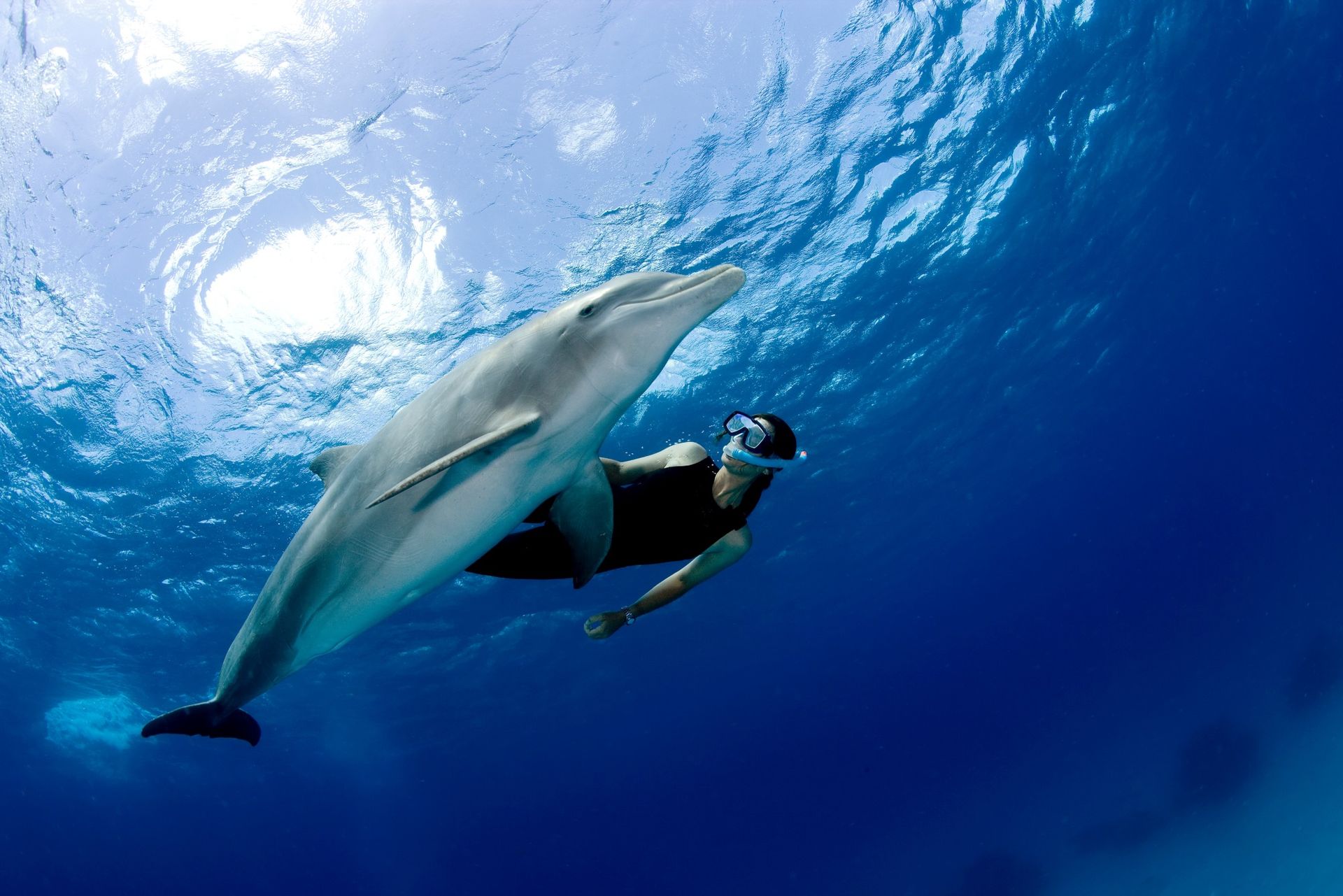 Snorkelująca osoba w masce płynie tuż obok delfina butlonosego pod rozświetloną powierzchnią Morza Czerwonego