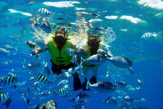 Dwoje snorkelujących w żółtych kamizelkach wśród ławicy pręgowanych ryb tuż pod powierzchnią przejrzystej wody Morza Czerwonego