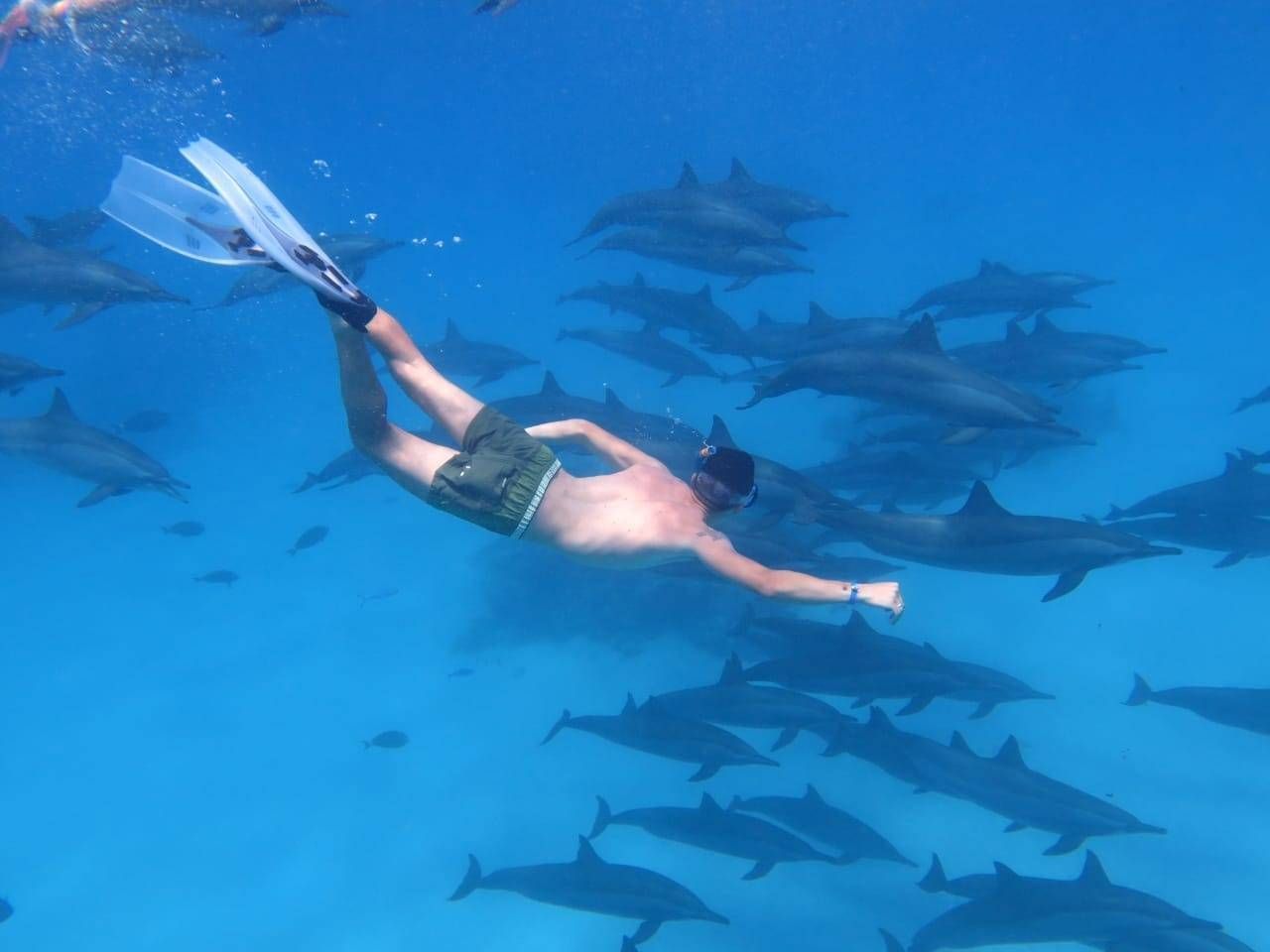 Snorkelujący mężczyzna w płetwach pływa w otoczeniu dużego stada delfinów przy rafie