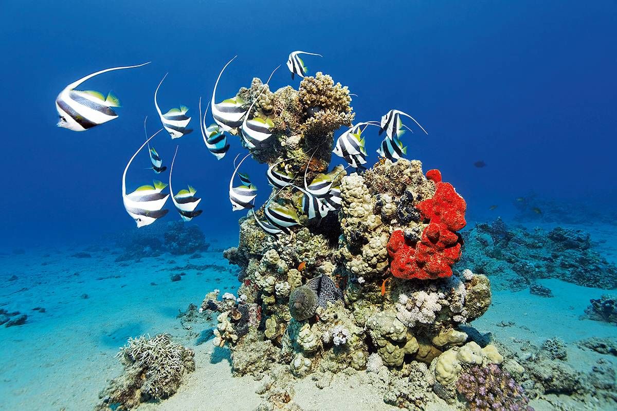 Rafa koralowa Morza Czerwonego z ławicą ryb podczas snorkelingu na wycieczce z Marsa Alam