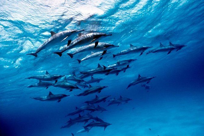 Duże stado dzikich delfinów w błękitnej wodzie Morza Czerwonego na rafie Sataya Dolphin Reef