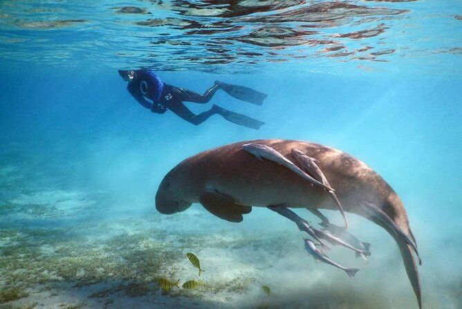 Snorkeler obserwuje diugonia (krowę morską) z bezpiecznej odległości w naturalnym środowisku Morza Czerwonego