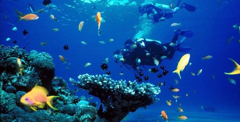 Nurkowie nad rafą koralową z ławicą kolorowych ryb podczas nurkowania z butlą w Marsa Alam