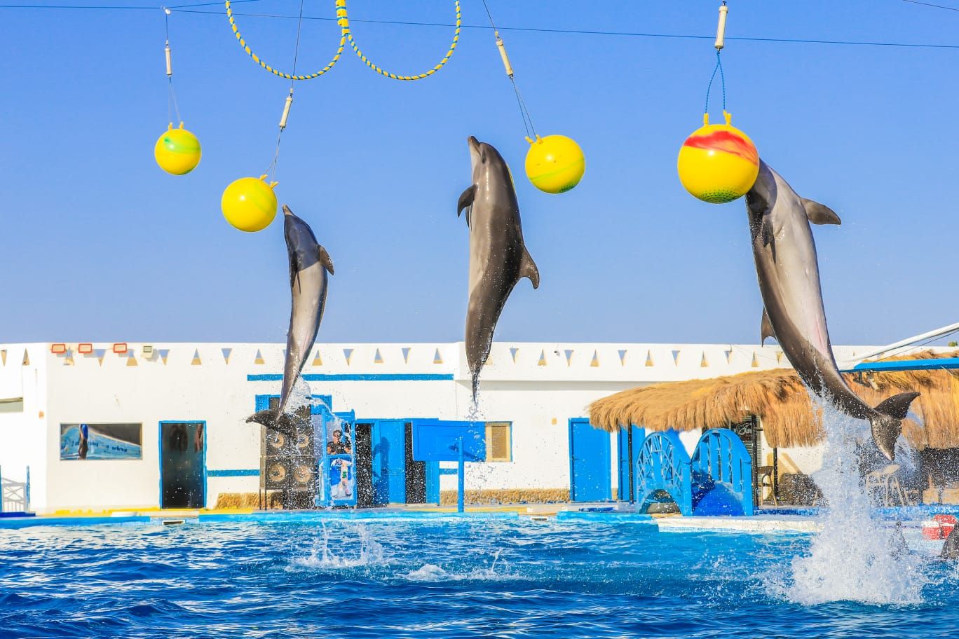 Trzy delfiny wyskakujące jednocześnie po piłki podczas pokazu delfinów w delfinarium w Hurghadzie
