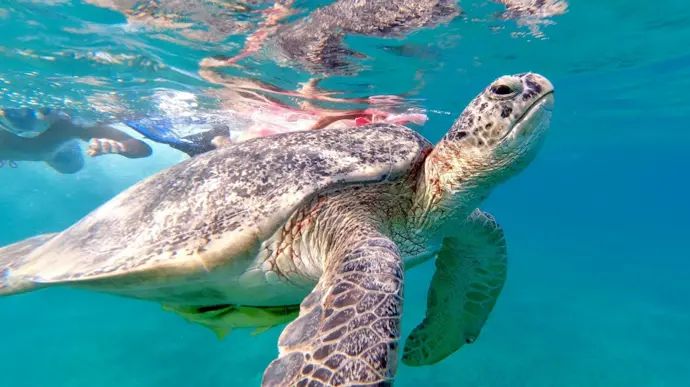 Zielony żółw morski płynący przy powierzchni, a w tle osoba snorkelująca w zatoce Abu Dabbab