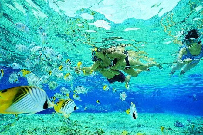 Snorkeling w ławicy tropikalnych ryb nad rafą w przejrzystej wodzie - wycieczka na Wyspę Tiran