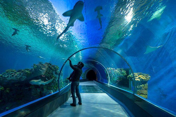Zwiedzający wskazujący rekiny w podwodnym tunelu Hurghada Grand Aquarium