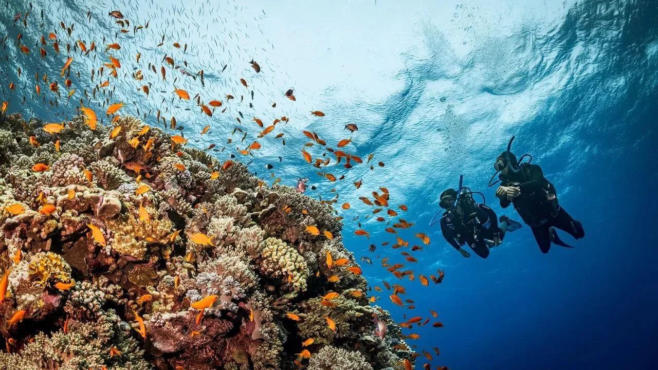 Dwoje nurków z butlami przy rafie koralowej Morza Czerwonego podczas nurkowania z łodzi w Marsa Alam