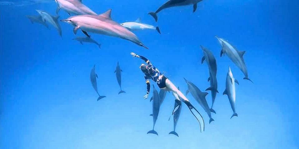 Snorkeler pływający w pobliżu stada dzikich delfinów w naturalnym środowisku Morza Czerwonego podczas rejsu z Marsa Alam na Sha'ab Samadai