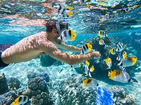 Snorkeler wśród kolorowych ryb nad rafą koralową podczas wycieczki z Marsa Alam do Sha'ab Samadai