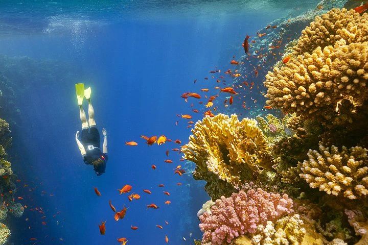 Osoba snorkelująca przy ścianie rafy koralowej z ławicą ryb w Blue Hole w Dahab