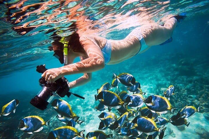 Snorkeling nad rafą Morza Czerwonego - ławica niebiesko-żółtych ryb przy Orange Bay