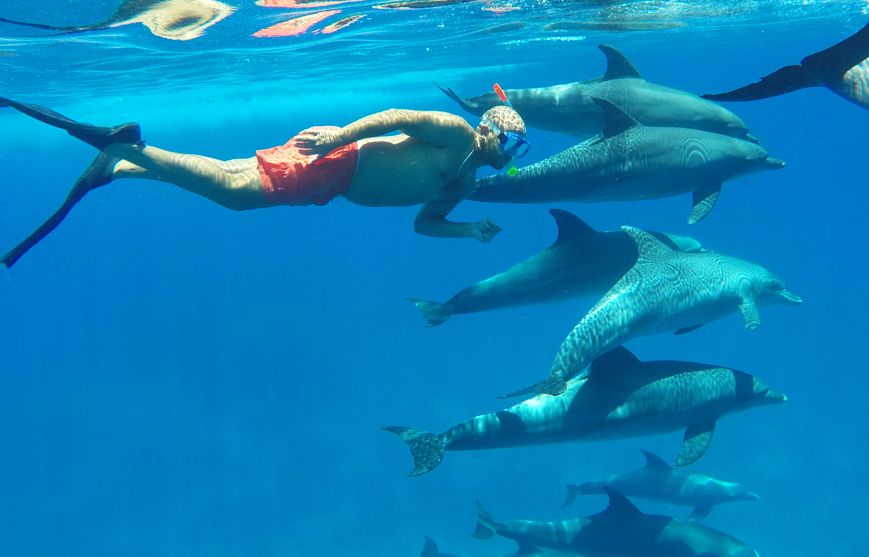 Freediver z płetwami płynie pod wodą nad licznym stadem dzikich delfinów w błękitnej toni Morza Czerwonego