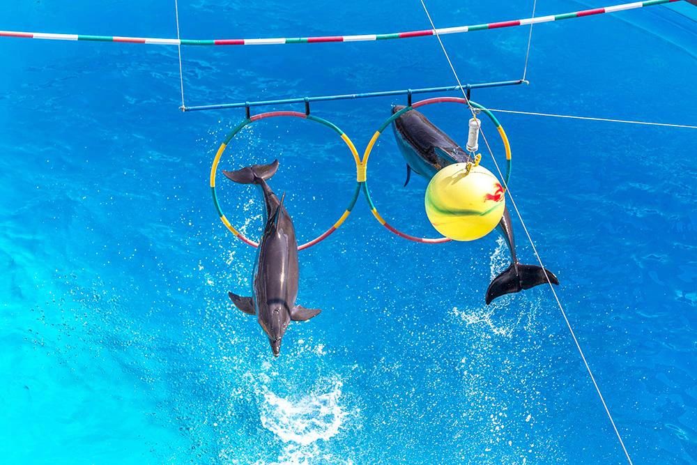 Delfiny wykonujące sztuczkę z obręczami i piłką w basenie delfinarium w Sharm el Sheikh