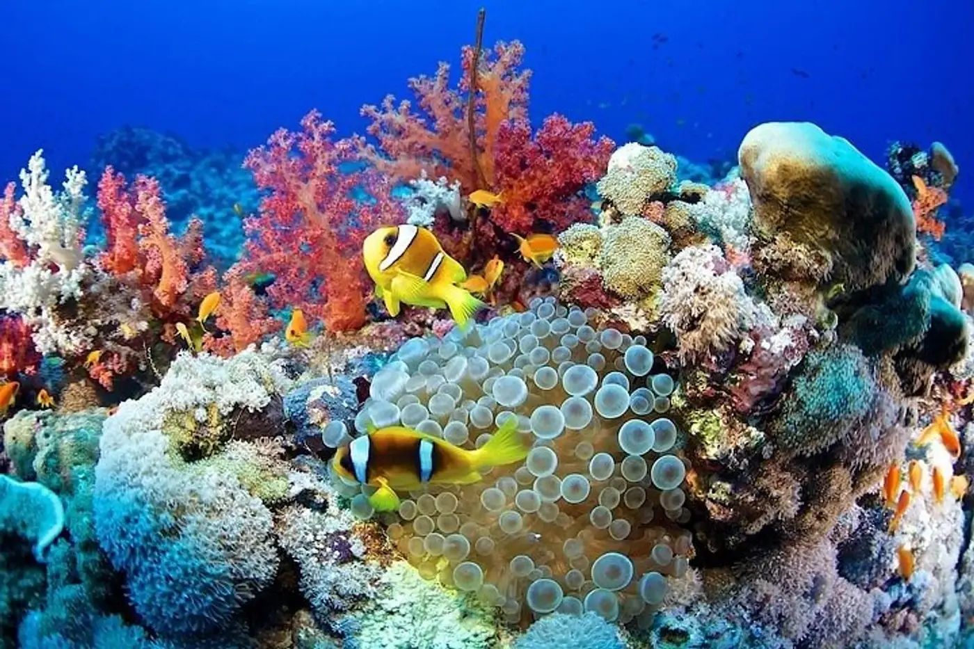 Kolorowa rafa koralowa i ryby Morza Czerwonego, które można obserwować podczas snorkelingu w rejonie Marsa Alam