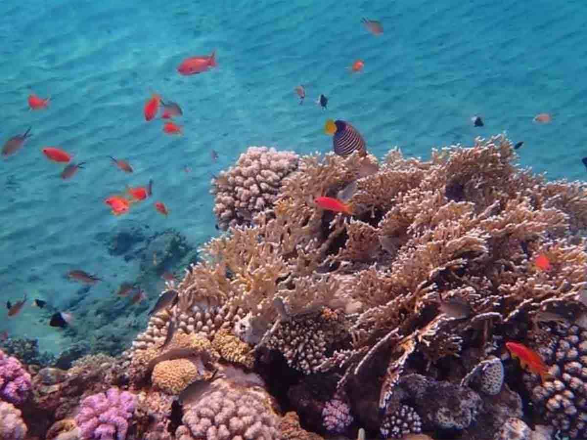 Rafa koralowa i kolorowe ryby Morza Czerwonego w płytkiej wodzie podczas snorkelingu w rejonie Hamata