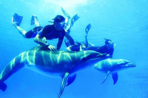 Snorkeling w pobliżu delfinów w przejrzystej wodzie podczas wycieczki z Marsa Alam na Sataya