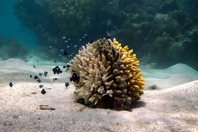 Rafa koralowa i ławica ryb nad piaszczystym dnem podczas snorkelingu w rejonie wysp Hamata