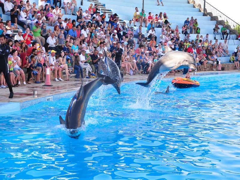Trzy delfiny w wyskoku nad basenem na tle trybun z publicznością podczas Dolphin Show w Sharm el Sheikh