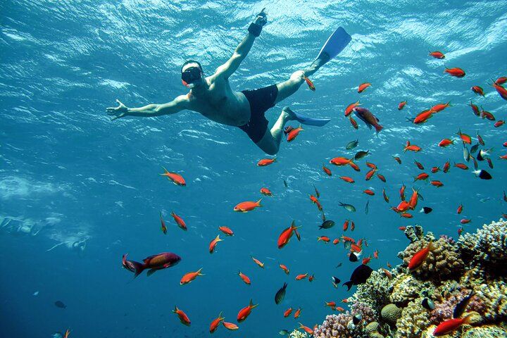 Snorkelujący mężczyzna w masce i płetwach płynie nad rafą koralową wśród ławicy pomarańczowo-czerwonych ryb w przejrzystym Morzu Czerwonym