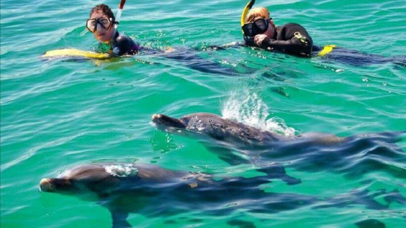 Dwoje snorkelujących w maskach obserwuje delfiny płynące tuż pod powierzchnią wody