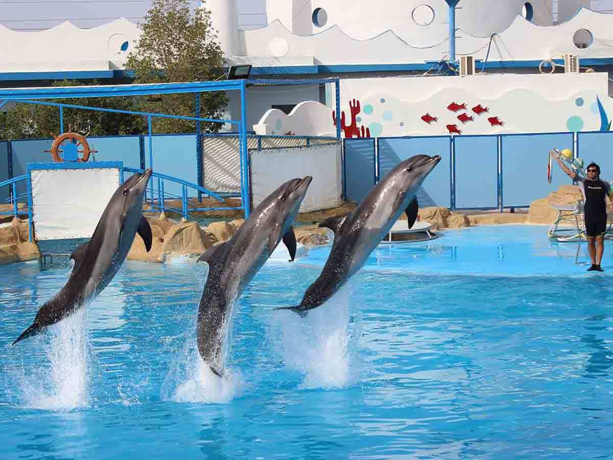 Trzy delfiny w skoku i trener z celownikiem podczas występu w delfinarium