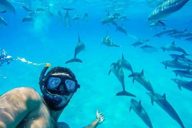 Nurek w masce i fajce robi zdjęcie pod wodą w otoczeniu licznego stada delfinów w Dolphin House na Morzu Czerwonym