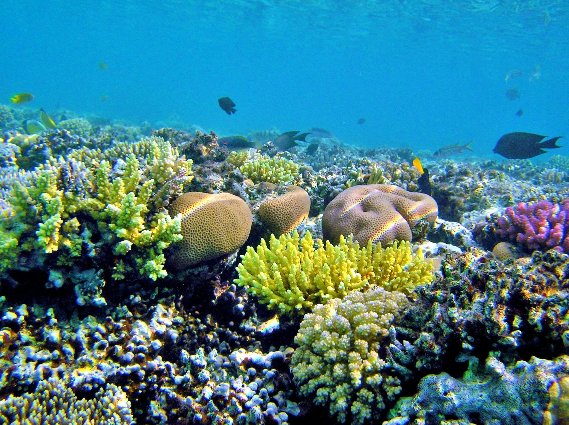 Żółte i różowe koralowce z rybami rafowymi na dnie Morza Czerwonego podczas snorkelingu