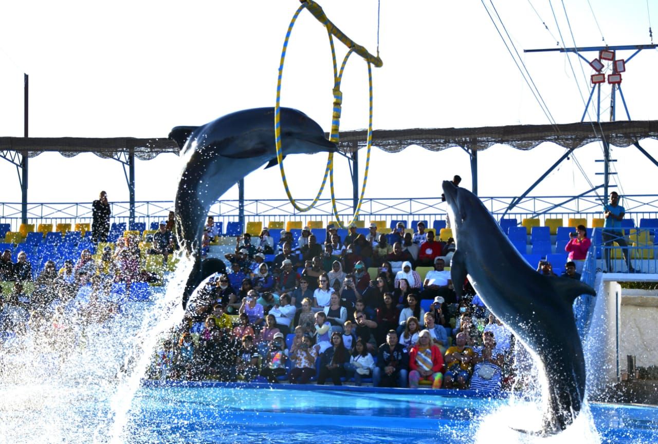 Delfiny skaczące przez obręcze na tle trybun z publicznością podczas Dolphin Show w Hurghadzie