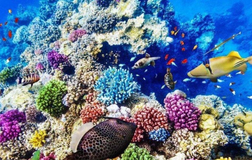 Kolorowa rafa koralowa pełna tropikalnych ryb podczas snorkelingu w Morzu Czerwonym