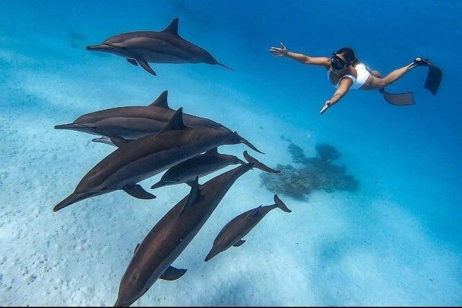 Snorkeling z dzikimi delfinami przy Dolphin House - osoba z płetwami płynie nad piaszczystym dnem wśród stada delfinów