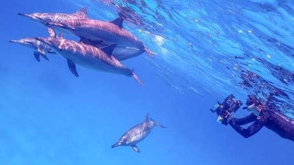 Snorkeler przy powierzchni obserwuje dzikie delfiny podczas rejsu na rafę Sataya z Marsa Alam