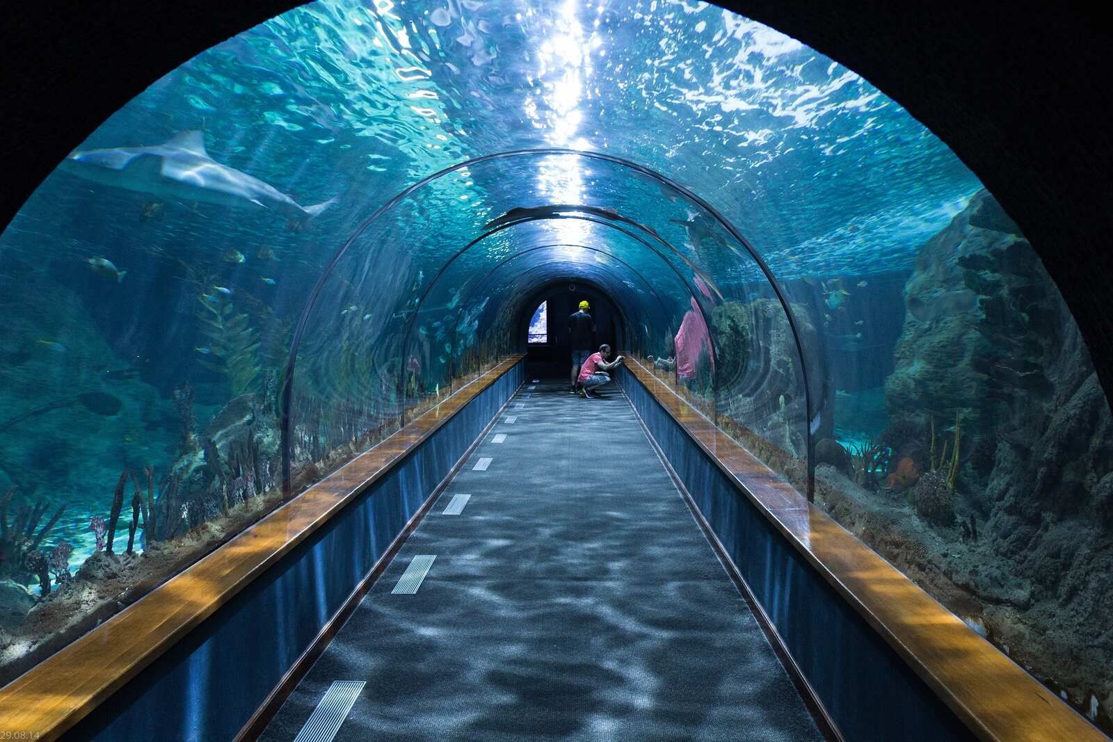 Podwodny tunel w Hurghada Grand Aquarium z rekinem i rybami rafowymi Morza Czerwonego