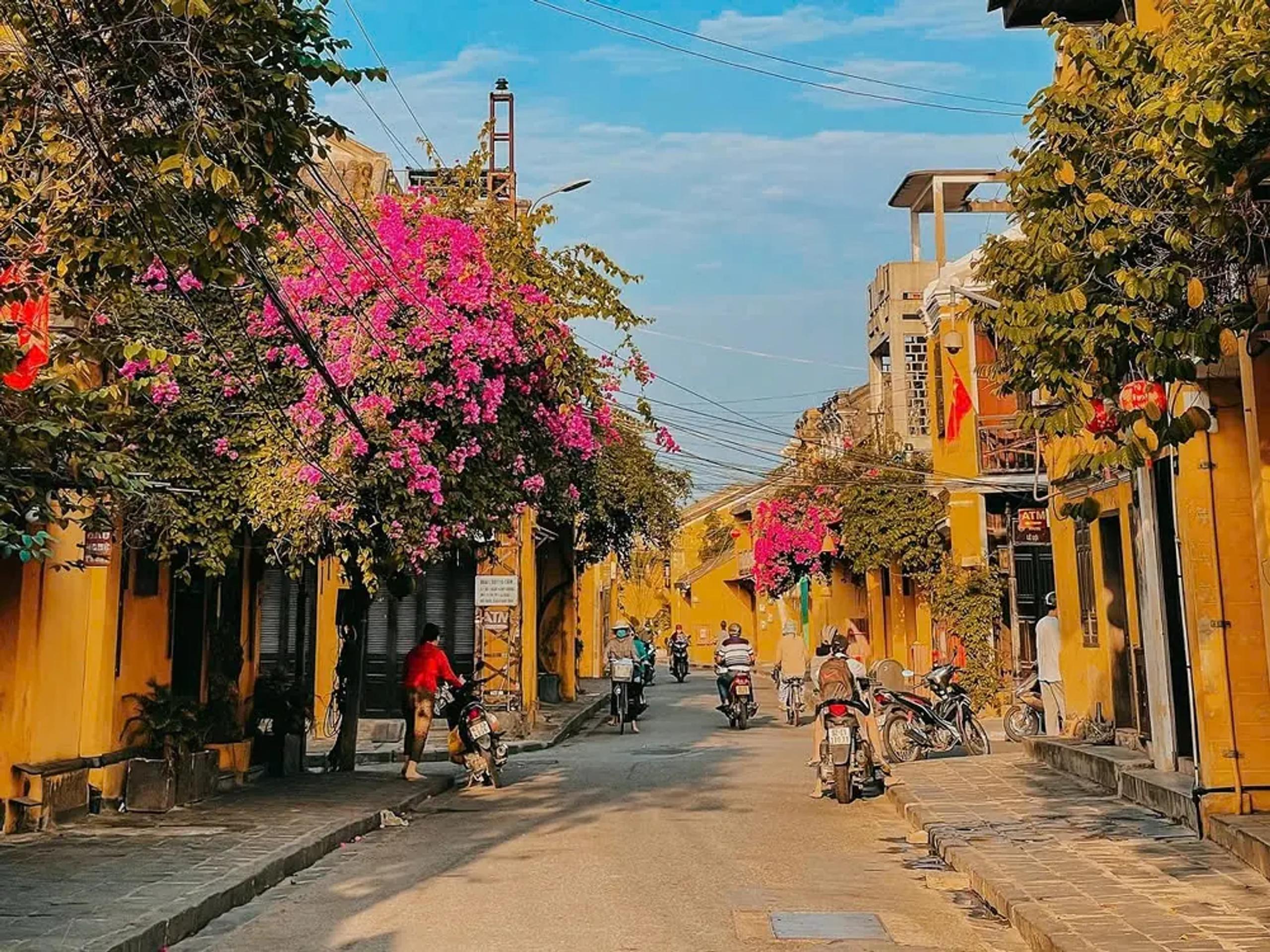 Yellow merchant houses and bougainvillea on a quiet Hoi An Ancient Town street