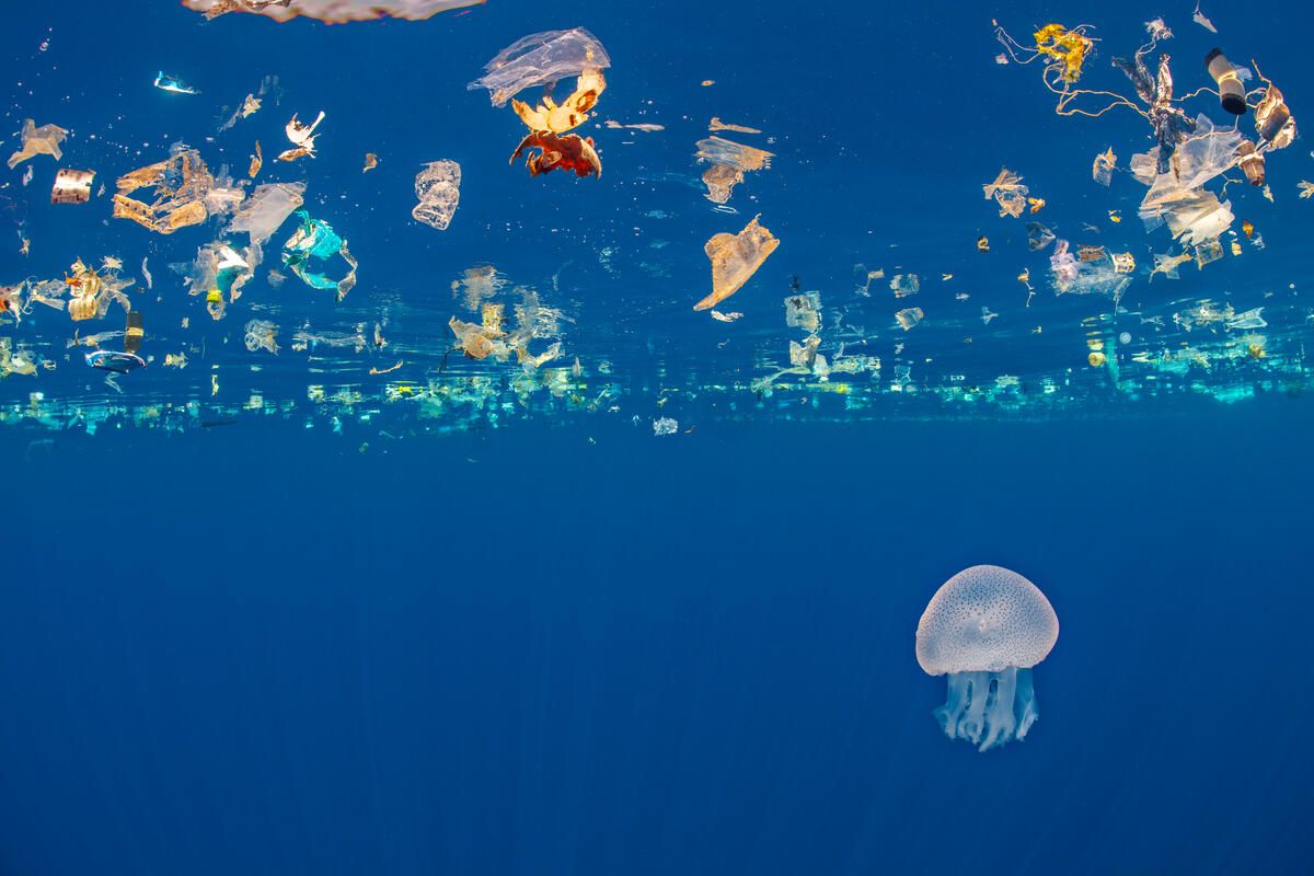Jellyfish (Catostylus sp.) swims beneath a slick of plastic debris. Indian Ocean off Sri Lanka.