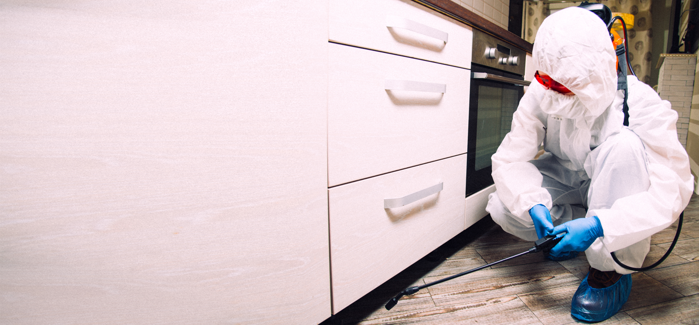 Are Landlords Responsible for Pest Control?
